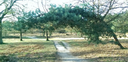 Een mooie 'poort/boog' naar de achtertuin van het Herdersveld